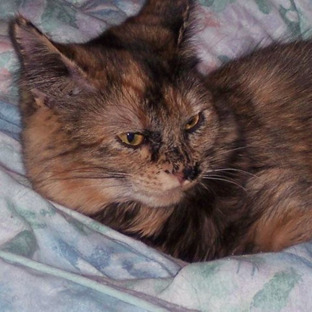 Meet your Posher, Tona